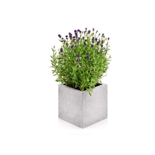 Kubik-M-Blumentopf_1